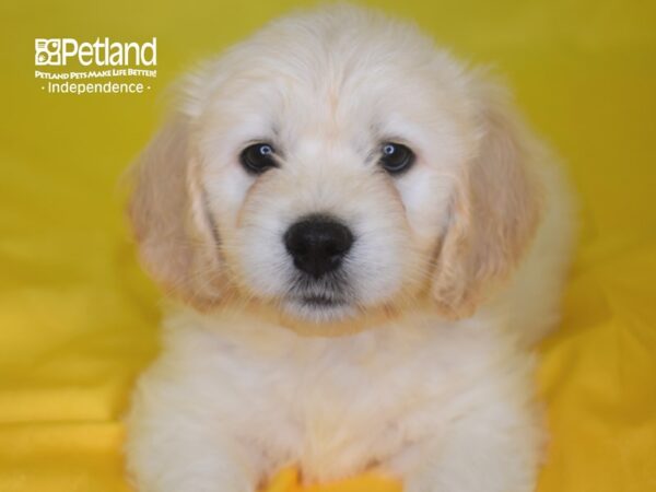 Miniature Goldendoodle DOG Male Golden 2810 Petland Independence, Missouri