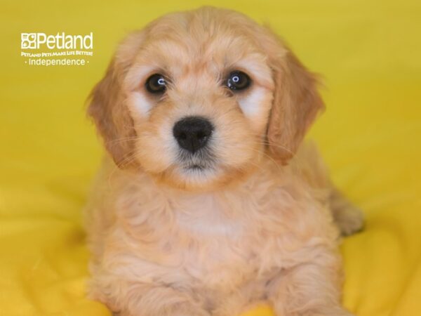 Miniature Goldendoodle-DOG-Male--2807-Petland Independence, Missouri