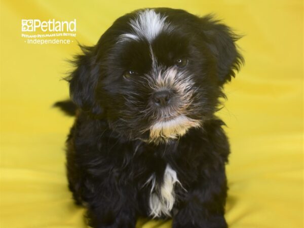 Shorkie Tzu-DOG-Female-Black White Markings-2816-Petland Independence, Missouri