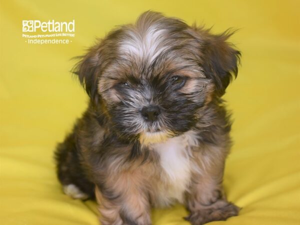 Shorkie Tzu DOG Female Gold White Markings 2815 Petland Independence, Missouri