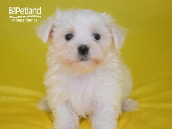Maltese-DOG-Female--2779-Petland Independence & Lee's Summit, MO
