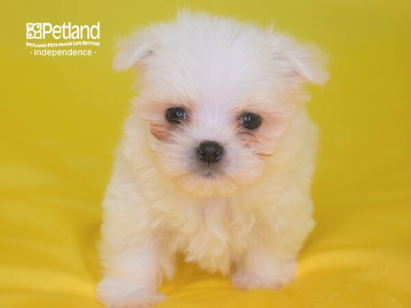 Maltese DOG Male White 2823 Petland Independence, Missouri