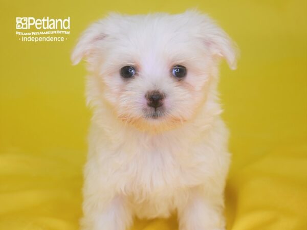 Maltese DOG Female White 2824 Petland Independence, Missouri