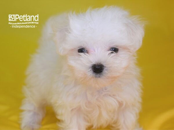 Maltese DOG Female White 2822 Petland Independence, Missouri