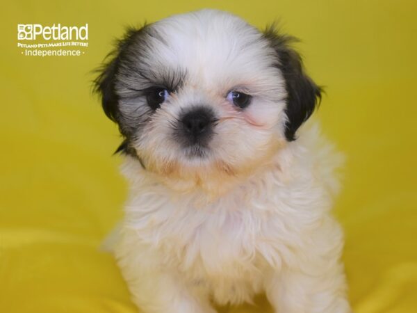 Shih Tzu-DOG-Male-Gold & White-2830-Petland Independence, Missouri