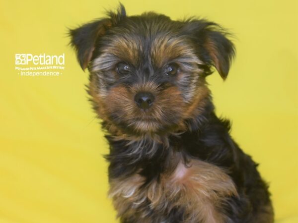 Yorkshire Terrier DOG Male Black & Tan 2828 Petland Independence, Missouri