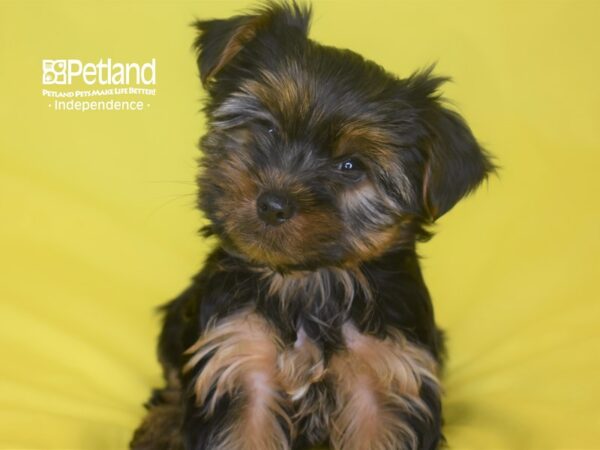 Yorkshire Terrier-DOG-Female--2825-Petland Independence, Missouri