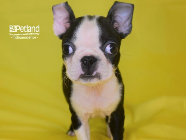 Boston Terrier DOG Male Black & White 2827 Petland Independence, Missouri