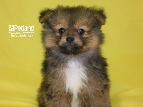 Pomeranian DOG Male Orange Sable 2829 Petland Independence, Missouri