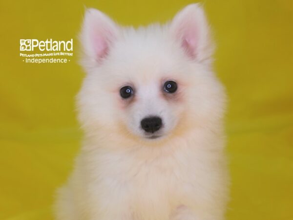 American Eskimo-DOG-Female-White-2826-Petland Independence & Lee's Summit, MO
