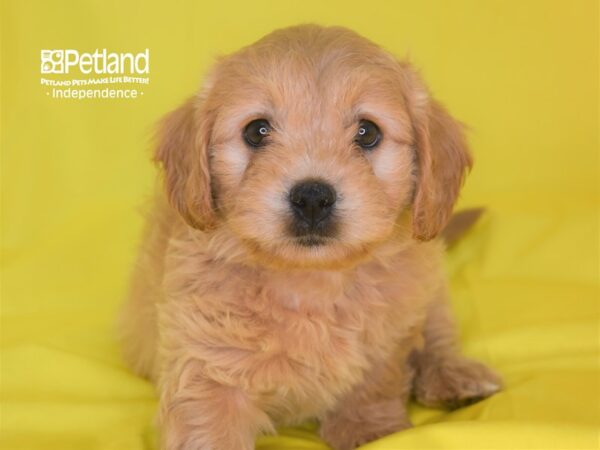 Miniature Goldendoodle DOG Female Light Golden 2831 Petland Independence, Missouri