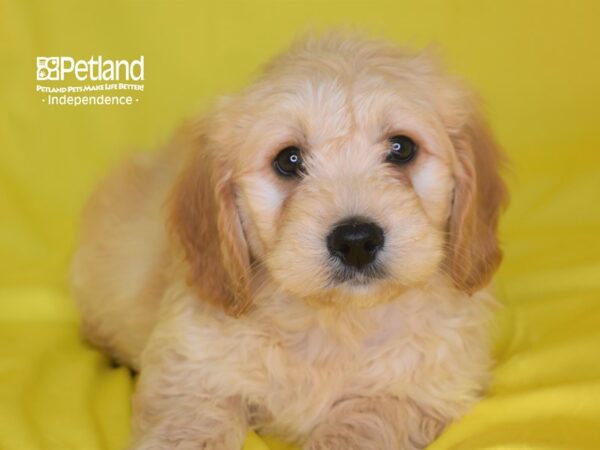 Miniature Goldendoodle DOG Male Light Golden 2832 Petland Independence, Missouri