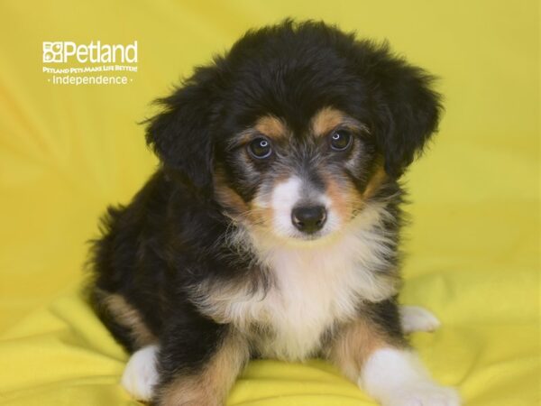 Miniature Aussiedoodle-DOG-Male-Black, White, & Tan-2834-Petland Independence & Lee's Summit, MO