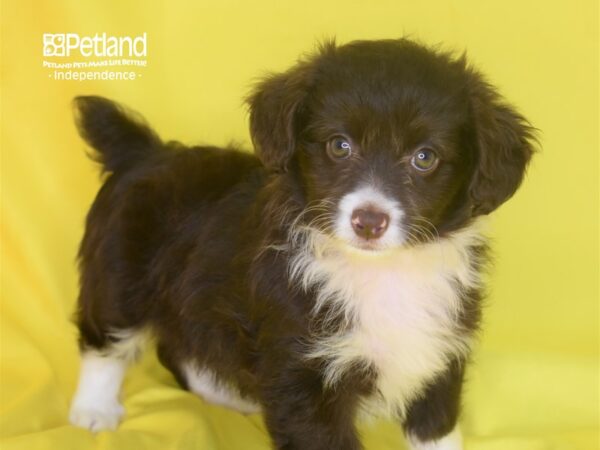 Miniature Aussiedoodle-DOG-Male-Red, White, & Tan-2835-Petland Independence & Lee's Summit, MO