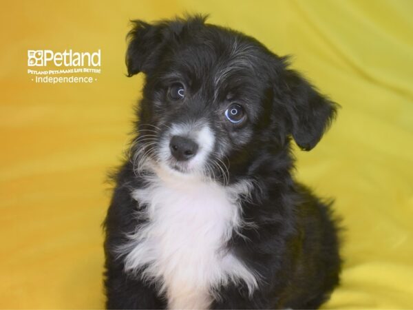 Miniature Aussiedoodle-DOG-Male-Black and White-2837-Petland Independence, Missouri