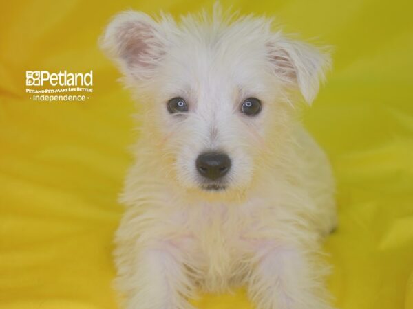 West Highland White Terrier-DOG-Female-White-2847-Petland Independence, Missouri