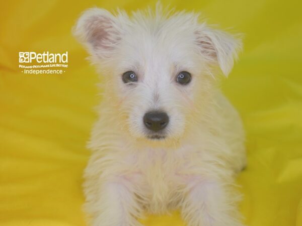 West Highland White Terrier DOG Female White 2847 Petland Independence, Missouri