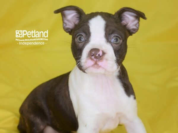 Boston Terrier DOG Female Chocolate 2846 Petland Independence, Missouri