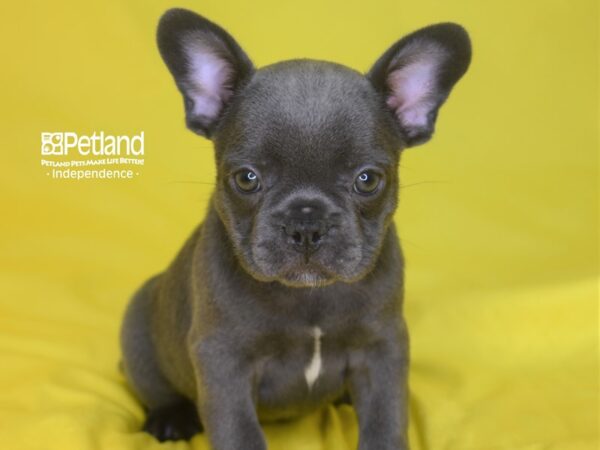 French Bulldog DOG Female Blue 2844 Petland Independence, Missouri