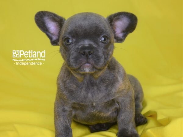 French Bulldog-DOG-Male-Blue brindle-2845-Petland Independence & Lee's Summit, MO