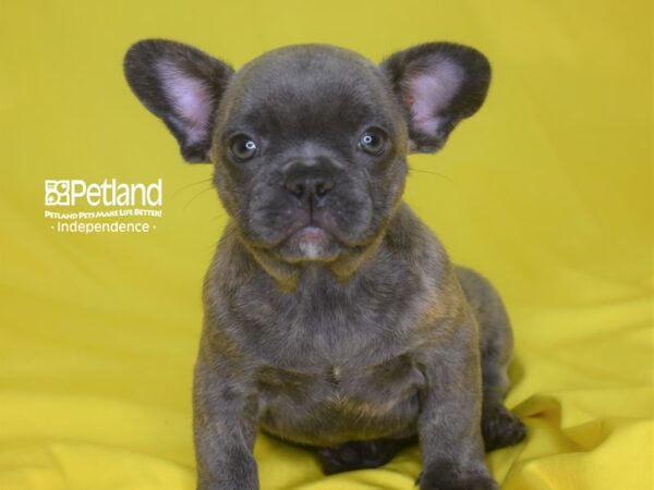 French Bulldog-DOG-Male-Blue brindle-2845-Petland Independence, Missouri