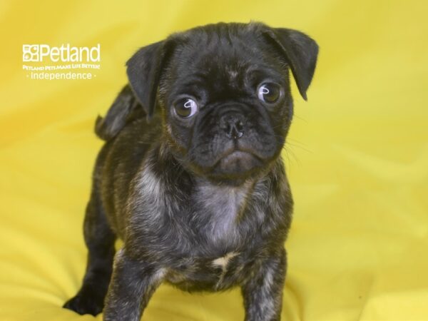 Pug DOG Male Brindle 2853 Petland Independence, Missouri