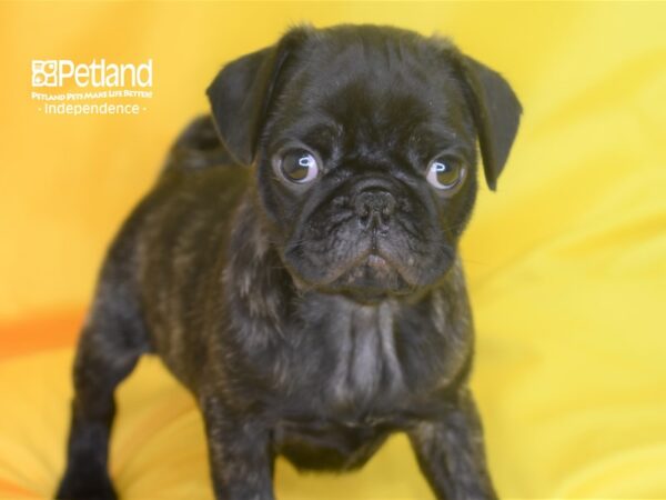 Pug-DOG-Male-Brindle-2854-Petland Independence, Missouri