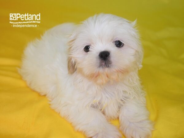 Shih Tzu-DOG-Female-Lavendar & White-2852-Petland Independence & Lee's Summit, MO