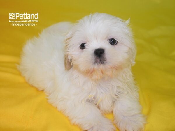 Shih Tzu DOG Female Lavendar & White 2852 Petland Independence, Missouri