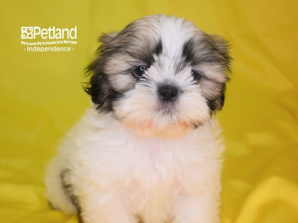 Shih Tzu DOG Male Gold & White 2850 Petland Independence, Missouri