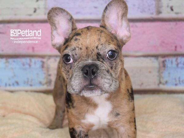 French Bulldog DOG Male Merle 2714 Petland Independence, Missouri