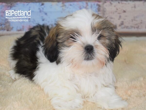 Shorkie Tzu DOG Male Gold Parti with Black Tips 2814 Petland Independence, Missouri