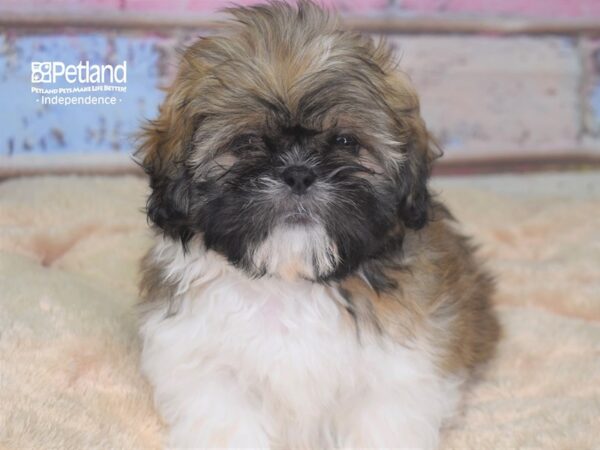 Shih Tzu-DOG-Female--2817-Petland Independence, Missouri