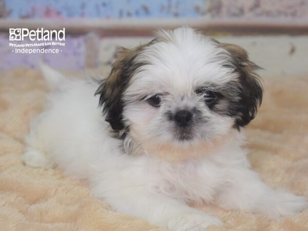 Shih Tzu-DOG-Female-Gold & White-2851-Petland Independence & Lee's Summit, MO