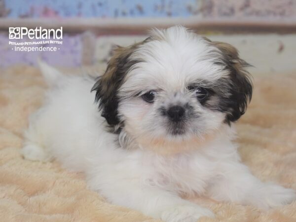 Shih Tzu DOG Female Gold & White 2851 Petland Independence, Missouri