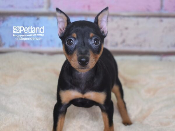 Miniature Pinscher DOG Female Black & Tan 2843 Petland Independence, Missouri