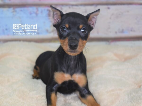 Miniature Pinscher DOG Male Black & Tan 2842 Petland Independence, Missouri