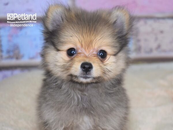 Pomeranian DOG Female 2841 Petland Independence, Missouri