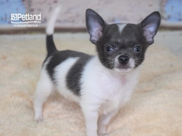Chihuahua DOG Male 2839 Petland Independence, Missouri
