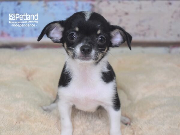 Chihuahua DOG Male 2838 Petland Independence, Missouri