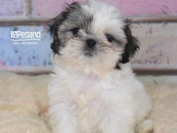 Shih Tzu-DOG-Female--2821-Petland Independence & Lee's Summit, MO