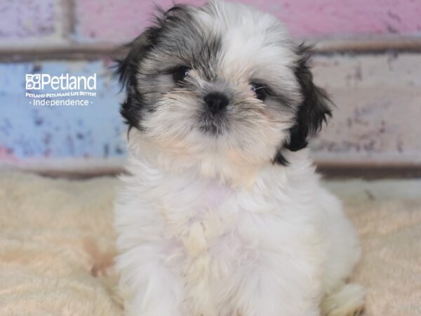 Shih Tzu-DOG-Female--2821-Petland Independence, Missouri