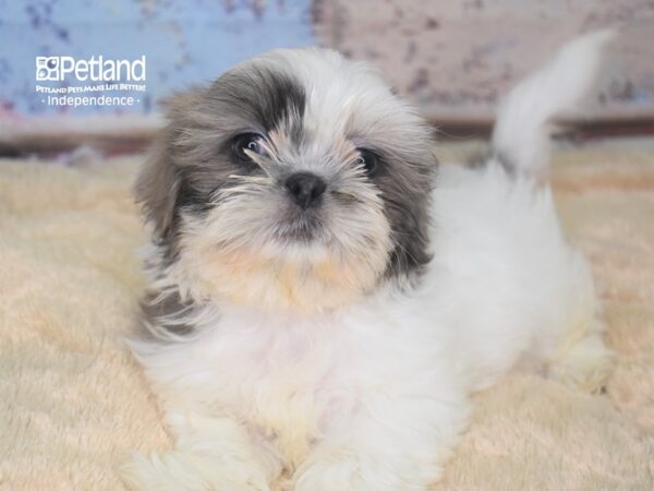 Shih Tzu DOG Female 2819 Petland Independence, Missouri