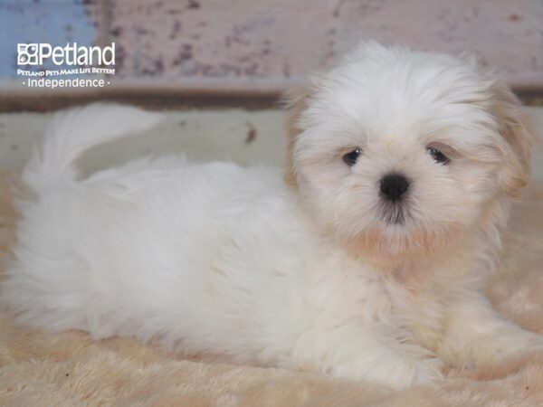 Shih Tzu-DOG-Male-Lavendar & White-2848-Petland Independence & Lee's Summit, MO