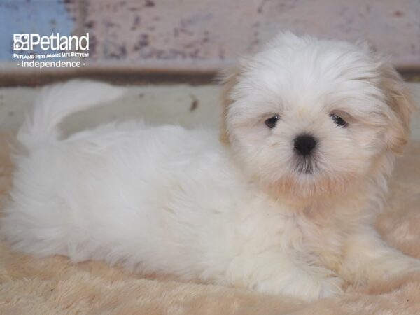 Shih Tzu DOG Male Lavendar & White 2848 Petland Independence, Missouri