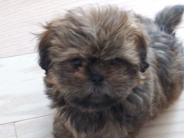 Shih Tzu-DOG-Female--2818-Petland Independence, Missouri