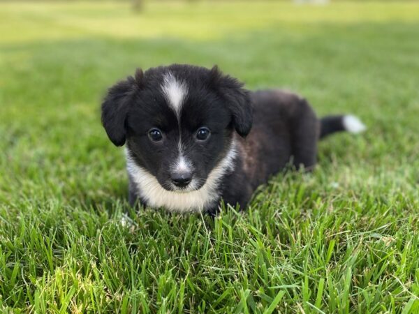 Cardigan Welsh Corgi DOG Female Black & White 2868 Petland Independence, Missouri