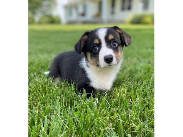 Cardigan Welsh Corgi-DOG-Male-Black, White, & Tan-2866-Petland Independence & Lee's Summit, MO