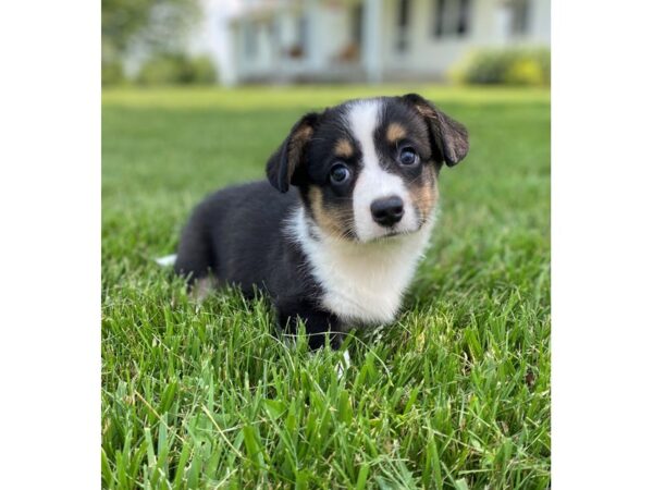 Cardigan Welsh Corgi-DOG-Male-Black, White, & Tan-2866-Petland Independence, Missouri