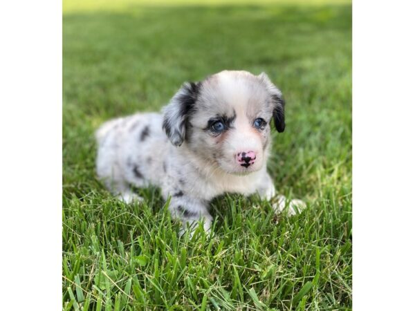 Cardigan Welsh Corgi-DOG-Male-Blue Merle-2865-Petland Independence & Lee's Summit, MO